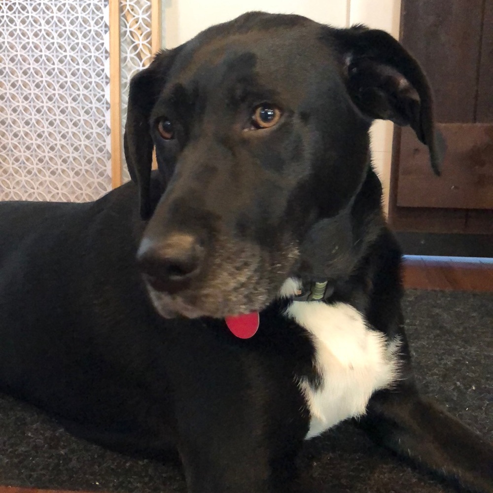 Meet your Posher, Adam